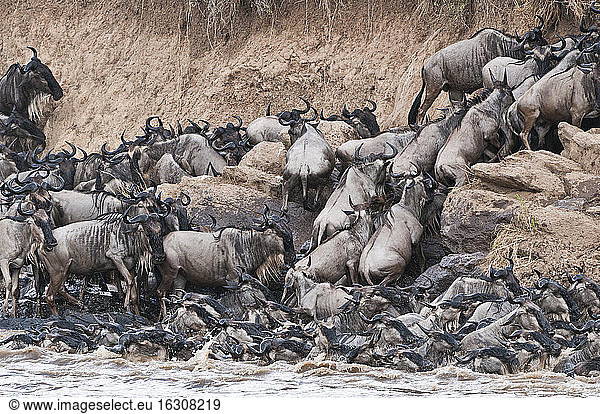 herd of blue wildebeests (Connochaetes taurinus) try to get out of the Mara river