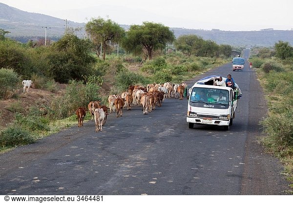 herd of cattle on country road in rift valley In the morning and evening hours cattle is driven on the roads to their pastures or back to the farms Beef is very popular in Ethiopia Africa  East Africa  Ethiopia  February 2010