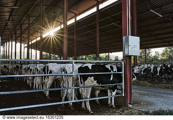 Herd of cow standing inside barn in shed at farm