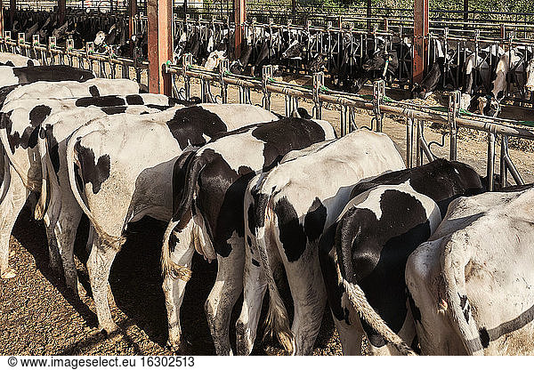 Herd of cows feeding in farm