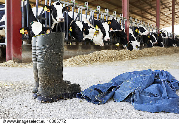 Herd of cows feeding on dairy farm
