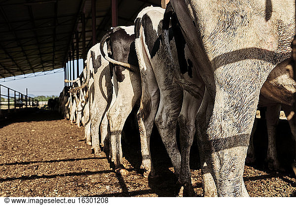 Herd of cows standing in row at farm