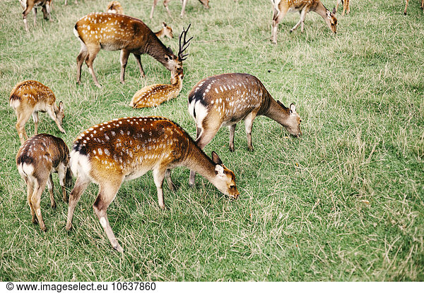 Herd of deer grazing on field