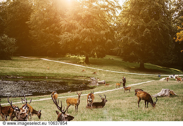 Herd of deer on grassy field