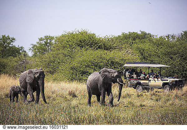 herd of elephants gathering at water hole  Moremi Game Reserve  Botswana