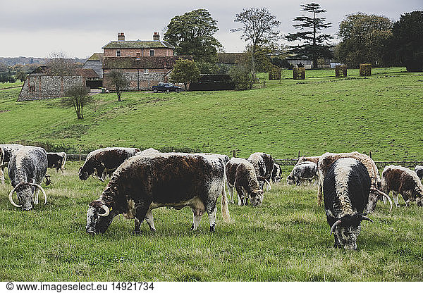 Herd of English Longhorn cows grazing on a pasture.