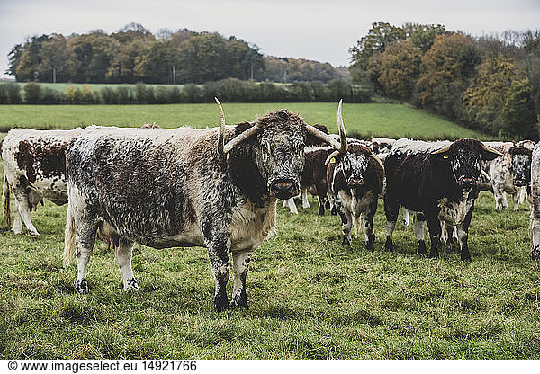 Herd of English Longhorn cows standing on a pasture.