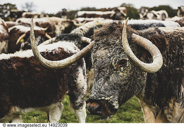 Herd of English Longhorn cows standing on a pasture.