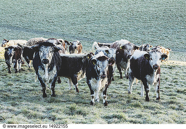 Herd of English Longhorn cows standing on a pasture  looking at camera.