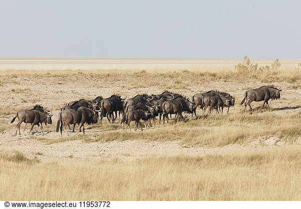 Herd of Gnu or Blue wildebeest  Connochaetes taurinus  walking through grassland.