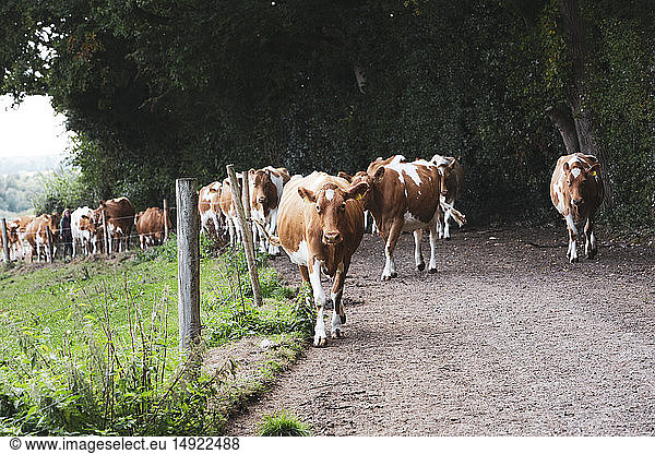 Herd of Guernsey cows being driven along a rural road.