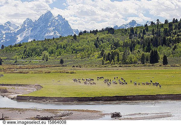 Herd of horses in a field  Buffalo Fork and Teton mountain range