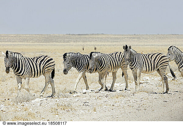Herd of Zebra at Etosha National Park  Namibia  Africa