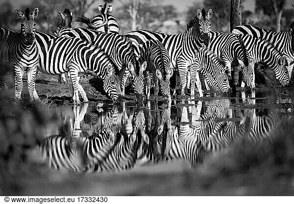 Herd of zebra  Equus quagga  drink from a waterhole