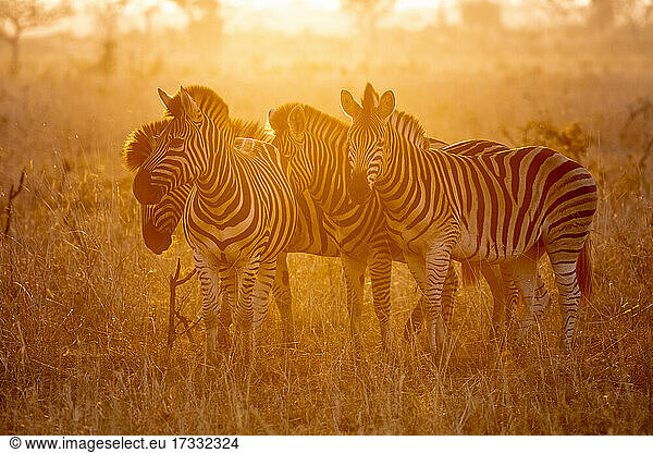 Herd of zebra  Equus quagga  stand together at sunset  backlit