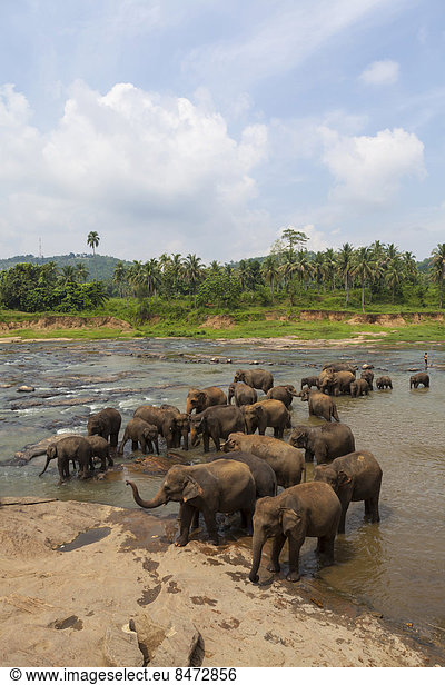 Herde Asiatische Elefanten (Elephas maximus) aus dem Pinnawela Elephants Orphanage Elefantenwaisenhaus baden im Maha Oya River  Pinnawela  Sri Lanka
