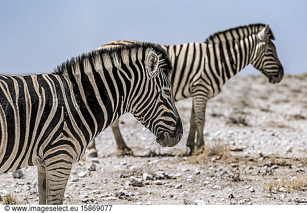 Herde Steppenzebras (Equus quagga)  Etosha-Nationalpark; Namibia