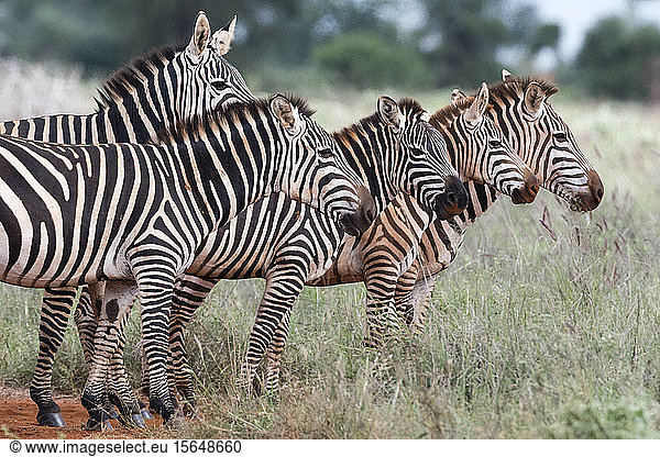 Herde Steppenzebras  Equus quagga  Voi  Tsavo  Kenia