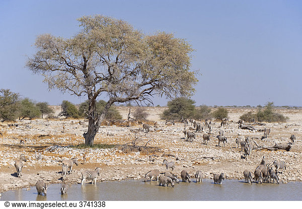 Herde von Burchell's Zebras (Equus burchelli) am Wasserloch von Okaukuejo Etosha Nationalpark Namibia Afrika equus burchelli Zebra