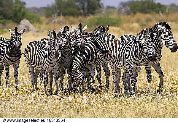 Herde von Burchell's Zebras  Moremi-Reservat  Botswana.