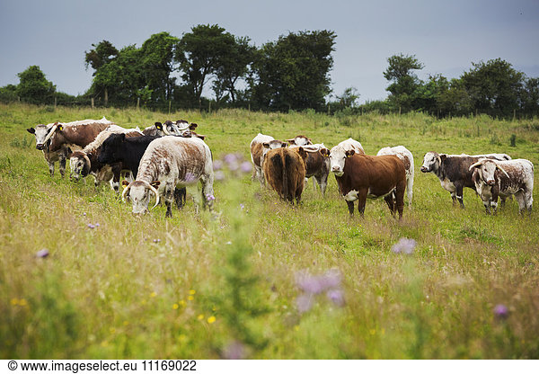 Herde von englischen Longhorn-Rindern auf einer Weide.