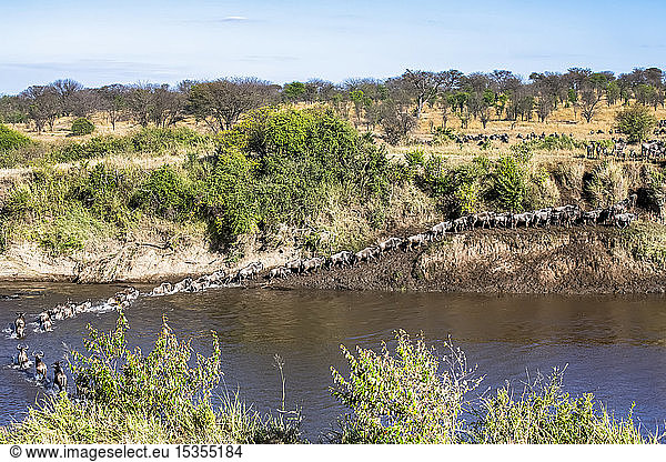 Herde von Gnus (Connochaetes taurinus)  die den Mara-Fluss überqueren und am anderen Ufer aussteigen  im Serengeti-Nationalpark; Tansania