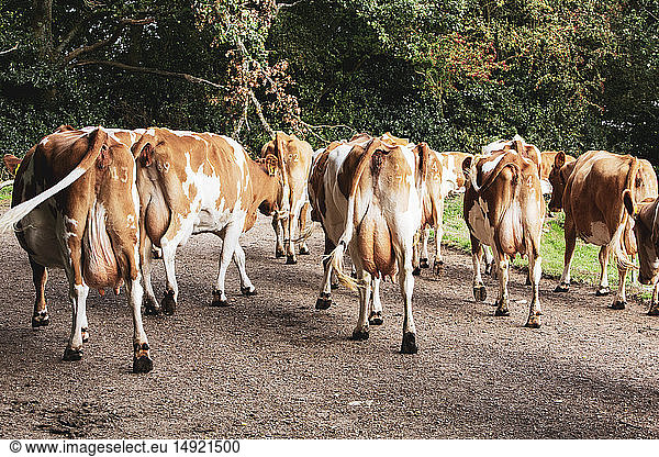 Herde von Guernsey-Kühen wird über eine Landstraße getrieben.