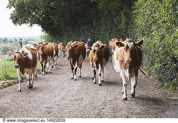 Herde von Guernsey-Kühen wird über eine Landstraße getrieben.