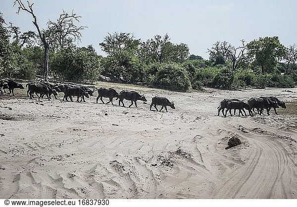 Herde von Kaffernbüffeln (Syncerus caffer caffer)  die zur Futtersuche in ein Grasland ziehen. Chobe-Nationalpark  Botswana  Afrika.