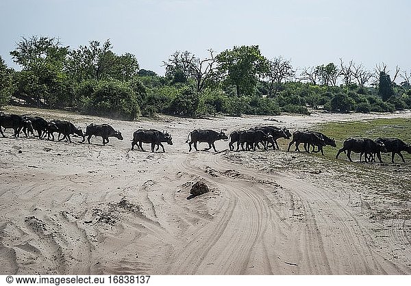 Herde von Kaffernbüffeln (Syncerus caffer caffer)  die zur Futtersuche in ein Grasland ziehen. Chobe-Nationalpark  Botswana  Afrika.