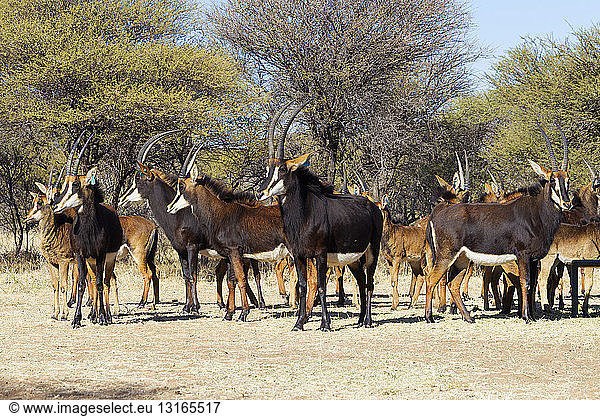 Herde von Rappenantilopen (Hippotragus niger)  Südafrika