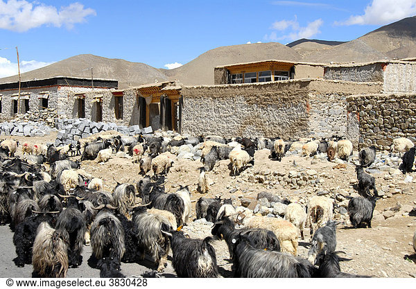 Herde von Schafen und Ziegen vor Häusern Shigatse Tibet China