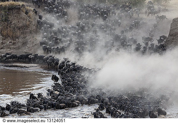 Herde wandernder Gnus  die den Fluss im Serengeti-Nationalpark überqueren