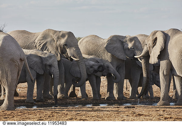 Herdof African elephants  Loxodonta africana  standing at a watering hole in grassland.
