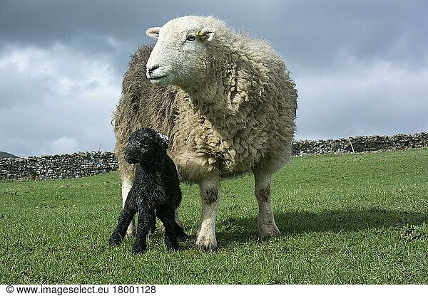 Herdwickschaf  Herdwickschafe  reinrassig  Haustiere  Huftiere  Nutztiere  Paarhufer  Säugetiere  Tiere  Domestic Sheep  Herdwick ewe and newborn lamb  standing in pasture  Cumbria  England  April