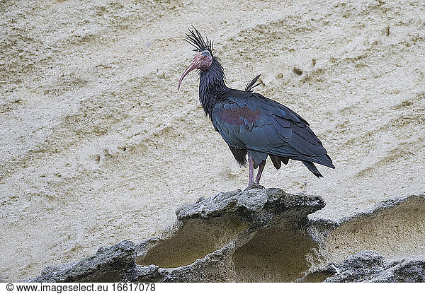 Heremietibis van Spaans herintroductie project; Northern Bald Ibis of Spanish reintroduction project
