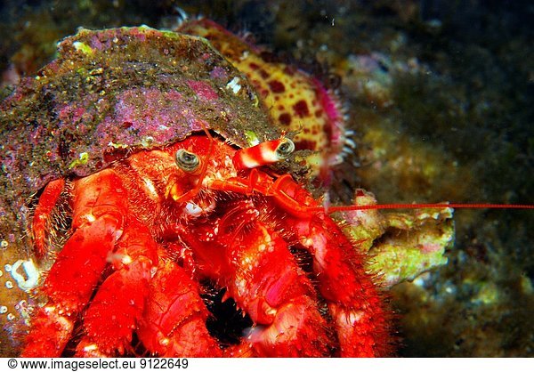 Hermit crab walking on the sea floor in the south of Corsica by night. Dardanus calidus.