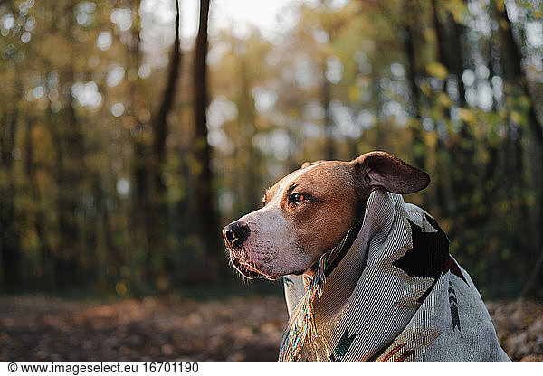 Hero shot of a dog in blanket in the autumn forest