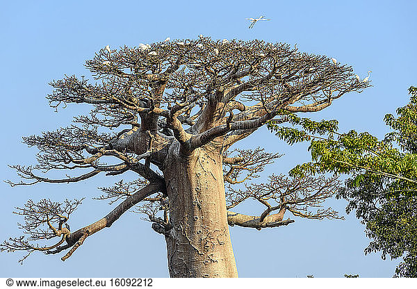 Herons at rest on Baobab (Adansonia grandidieri),  Madagascar