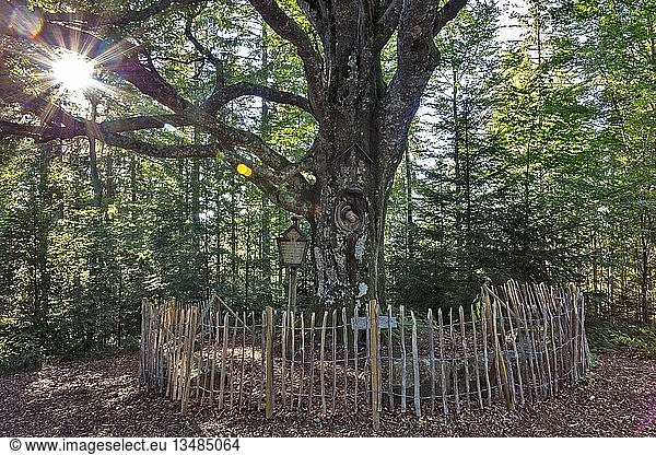 Herr von Mainz steinerne Christusfigur gewachsen in einer Weidenbuche bei Gütenbach Schwarzwald Baden-Württemberg Deutschland Europa