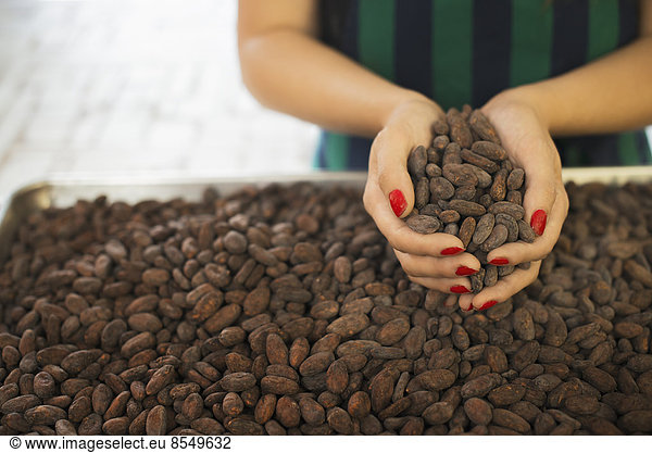 Herstellung von Bio-Schokolade. Eine Person hält eine Handvoll Kakaobohnen  den Samen des Theobroma-Kakaos  Rohstoffe für die Schokoladenherstellung.