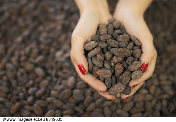 Herstellung von Bio-Schokolade. Eine Person hält eine Handvoll Kakaobohnen  den Samen des Theobroma-Kakaos  Rohstoffe für die Schokoladenherstellung.