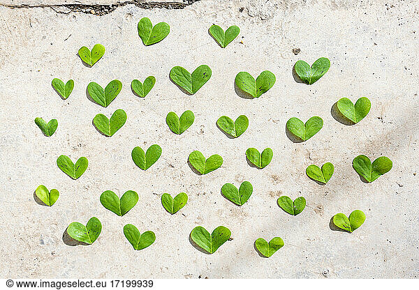 Herzförmige grüne Blätter auf Zement