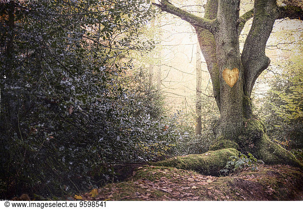 Herzform in alten Baum im Nebelwald geschnitzt