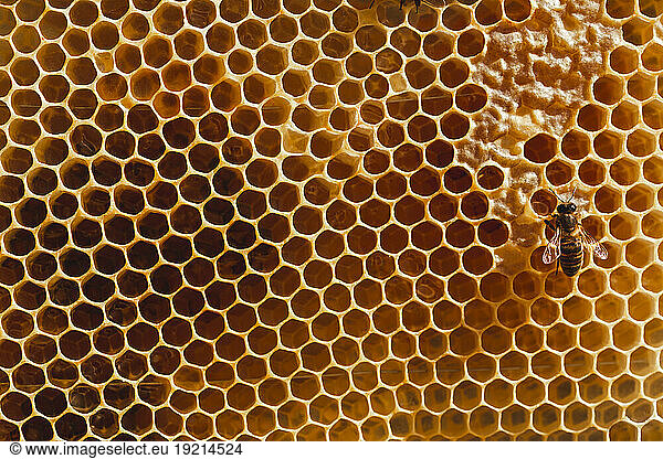 Hexagon patterned honeycomb with honey bee