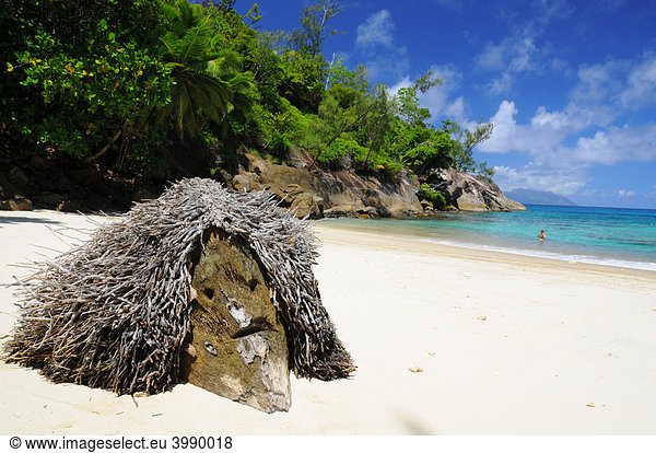 Hexenkopf aus Baumstrunk und Wurzeln am Strand Mahe Seychellen