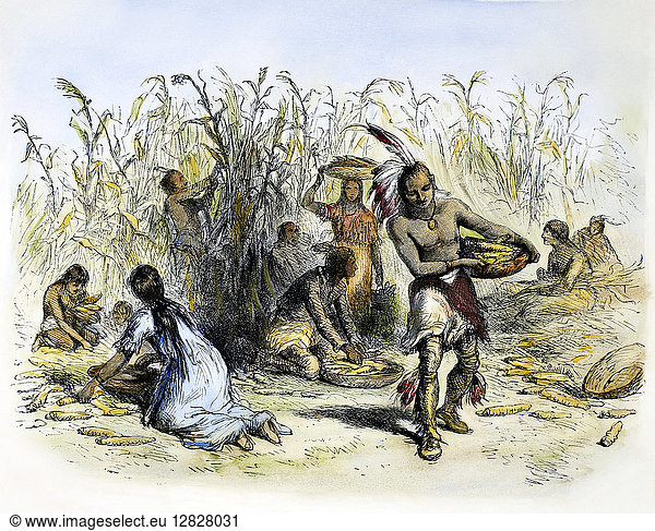 HIAWATHA: CORN HARVESTING. Native American corn harvest. Wood engraving after Felix O.C. Darley from a 19th century edition of Henry Wadsworth Longfellow's 'The Song of Hiawatha.'