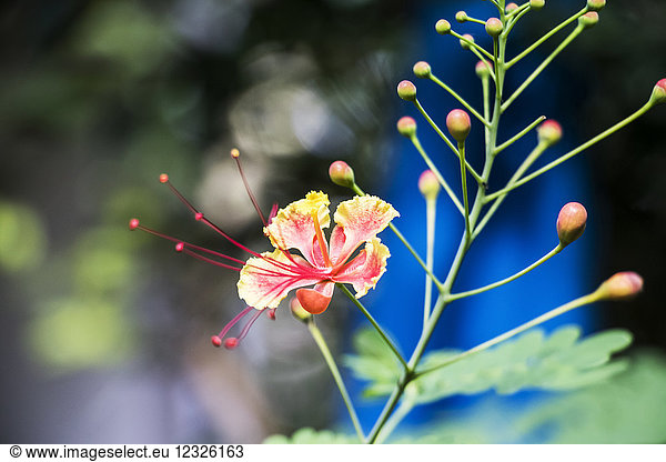 Hibiscus in bloom; Siem Reap  Cambodia