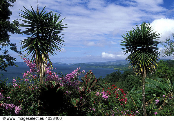 Hibiskus (Hibiscus) und Bougainvillea  Arenal See  Costa Rica  Mittelamerika