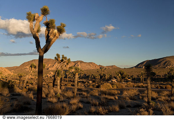Hidden Valley mit Josua-Palmlilien oder Josuabäumen  auch Joshua Tree (Yucca brevifolia)  und Felsen